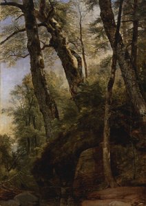 Betulle nere, Monti Catskill, 1860
